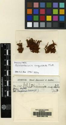 Type specimen at Edinburgh (E). Spruce, Richard: 113. Barcode: E00165178.