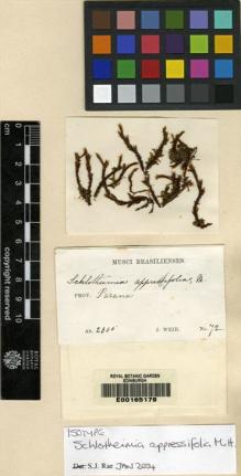 Type specimen at Edinburgh (E). Weir, J.: 72. Barcode: E00165179.
