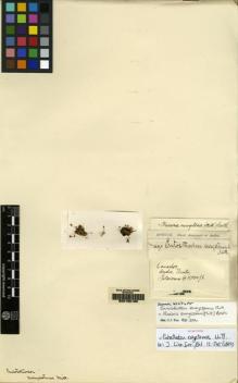 Type specimen at Edinburgh (E). Spruce, Richard: 447. Barcode: E00165188.