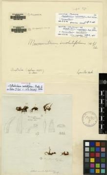Type specimen at Edinburgh (E). Hobson, Edward: . Barcode: E00165195.