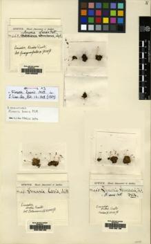 Type specimen at Edinburgh (E). Spruce, Richard: 463. Barcode: E00165205.