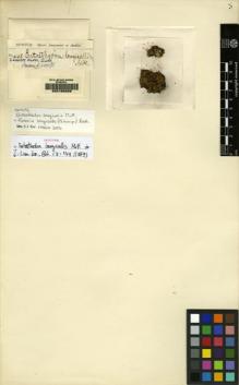 Type specimen at Edinburgh (E). Spruce, Richard: 448. Barcode: E00165208.