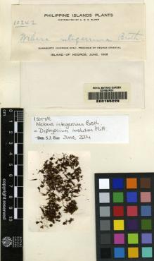 Type specimen at Edinburgh (E). Elmer, Adolph: 10242. Barcode: E00165229.