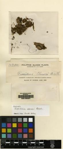 Type specimen at Edinburgh (E). Elmer, Adolph: 10320. Barcode: E00165231.
