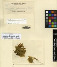 Type specimen at Edinburgh (E). Elmer, Adolph: 9453. Barcode: E00165245.
