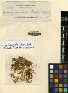 Type specimen at Edinburgh (E). Elmer, Adolph: 11868. Barcode: E00165249.