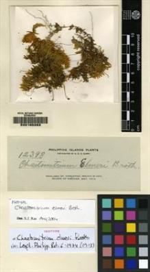 Type specimen at Edinburgh (E). Elmer, Adolph: 12398. Barcode: E00165263.