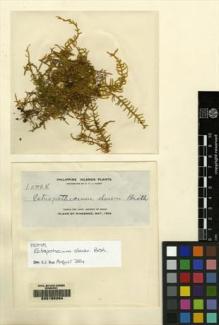 Type specimen at Edinburgh (E). Elmer, Adolph: 10004. Barcode: E00165264.