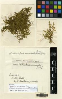 Type specimen at Edinburgh (E). Spruce, Richard: 684. Barcode: E00165268.