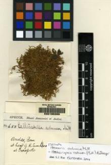 Type specimen at Edinburgh (E). Spruce, Richard: 650. Barcode: E00165269.
