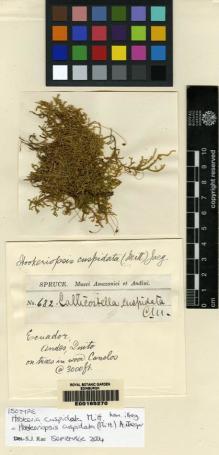 Type specimen at Edinburgh (E). Spruce, Richard: 682. Barcode: E00165270.