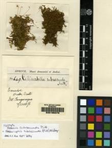 Type specimen at Edinburgh (E). Spruce, Richard: 649. Barcode: E00165278.