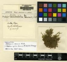 Type specimen at Edinburgh (E). Spruce, Richard: 641. Barcode: E00165279.