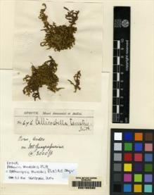 Type specimen at Edinburgh (E). Spruce, Richard: 676. Barcode: E00165280.