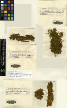 Type specimen at Edinburgh (E). Spruce, Richard: 622. Barcode: E00165281.