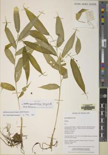 Type specimen at Edinburgh (E). Middleton, David; Suddee, Somran; Davies, Stuart; Hemrat, Chandee: 1090. Barcode: E00165286.