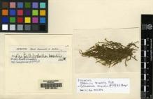 Type specimen at Edinburgh (E). Spruce, Richard: 634. Barcode: E00165344.