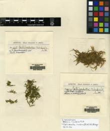 Type specimen at Edinburgh (E). Spruce, Richard: 668. Barcode: E00165346.