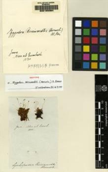 Type specimen at Edinburgh (E). Nees von Esenbeck, Christian: . Barcode: E00165364.