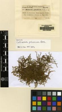 Type specimen at Edinburgh (E). Ule, Ernst: 260. Barcode: E00165365.