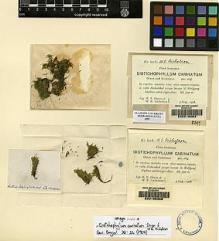 Type specimen at Edinburgh (E). Dixon, Hugh: . Barcode: E00165386.