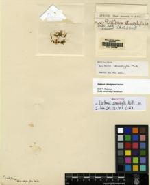 Type specimen at Edinburgh (E). Spruce, Richard: 567. Barcode: E00165387.