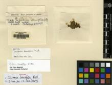 Type specimen at Edinburgh (E). Spruce, Richard: 561. Barcode: E00165388.