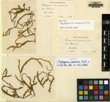 Type specimen at Edinburgh (E). Weir, J.: 68. Barcode: E00165406.