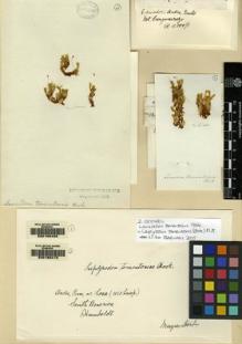 Type specimen at Edinburgh (E). Humboldt, Friedrich; Bonpland, Aime: . Barcode: E00165409.