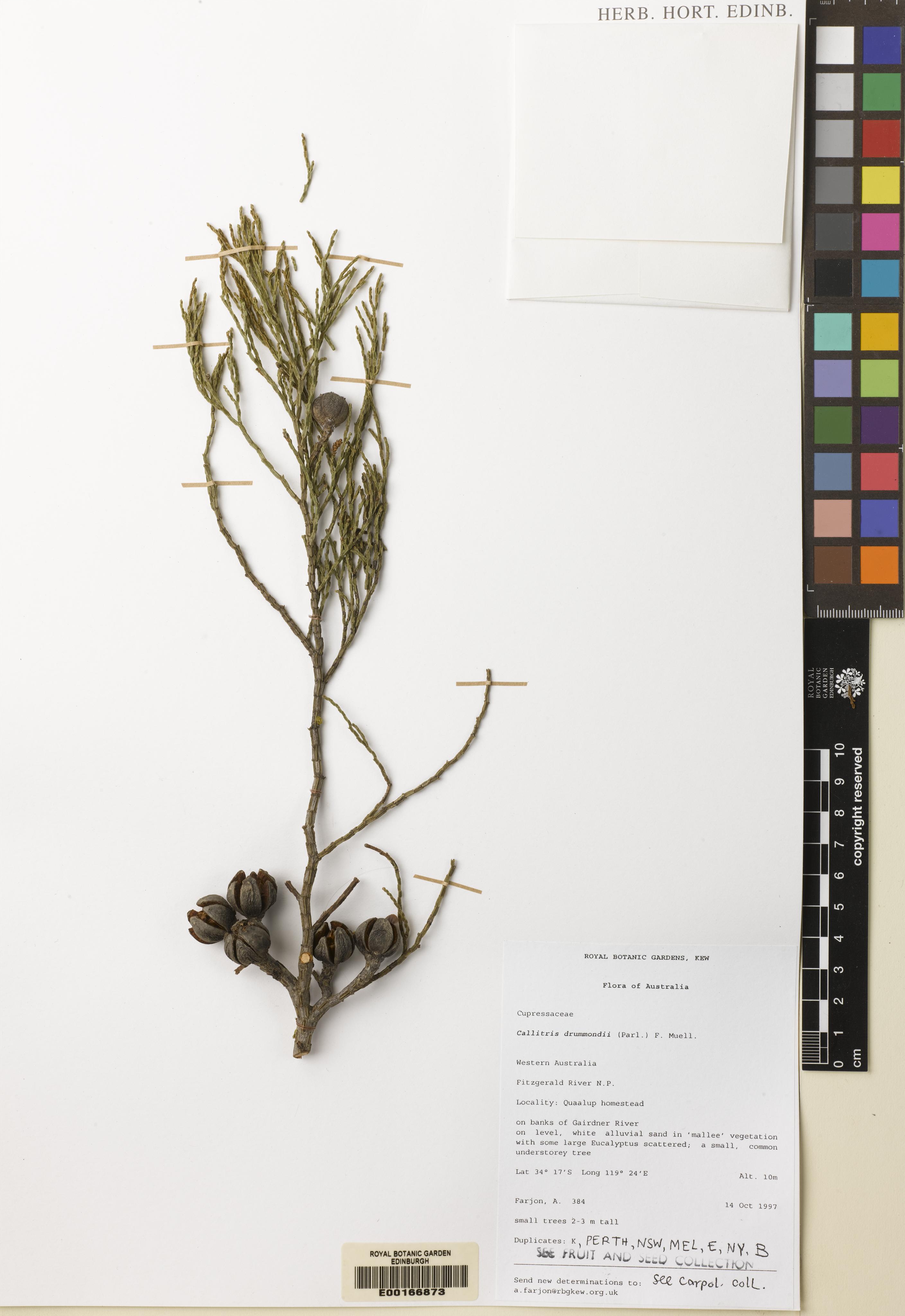Callitris drummondii photograph 4