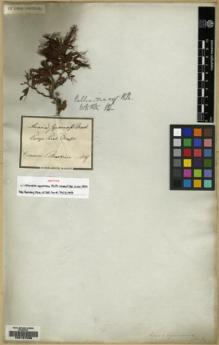 Type specimen at Edinburgh (E). Martius, Carl: . Barcode: E00167099.