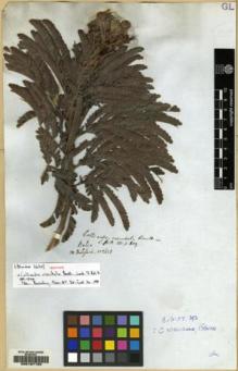 Type specimen at Edinburgh (E). Blanchet, Jacques: 2620. Barcode: E00167122.