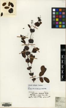 Type specimen at Edinburgh (E). Blanchet, Jacques: 2833. Barcode: E00167164.