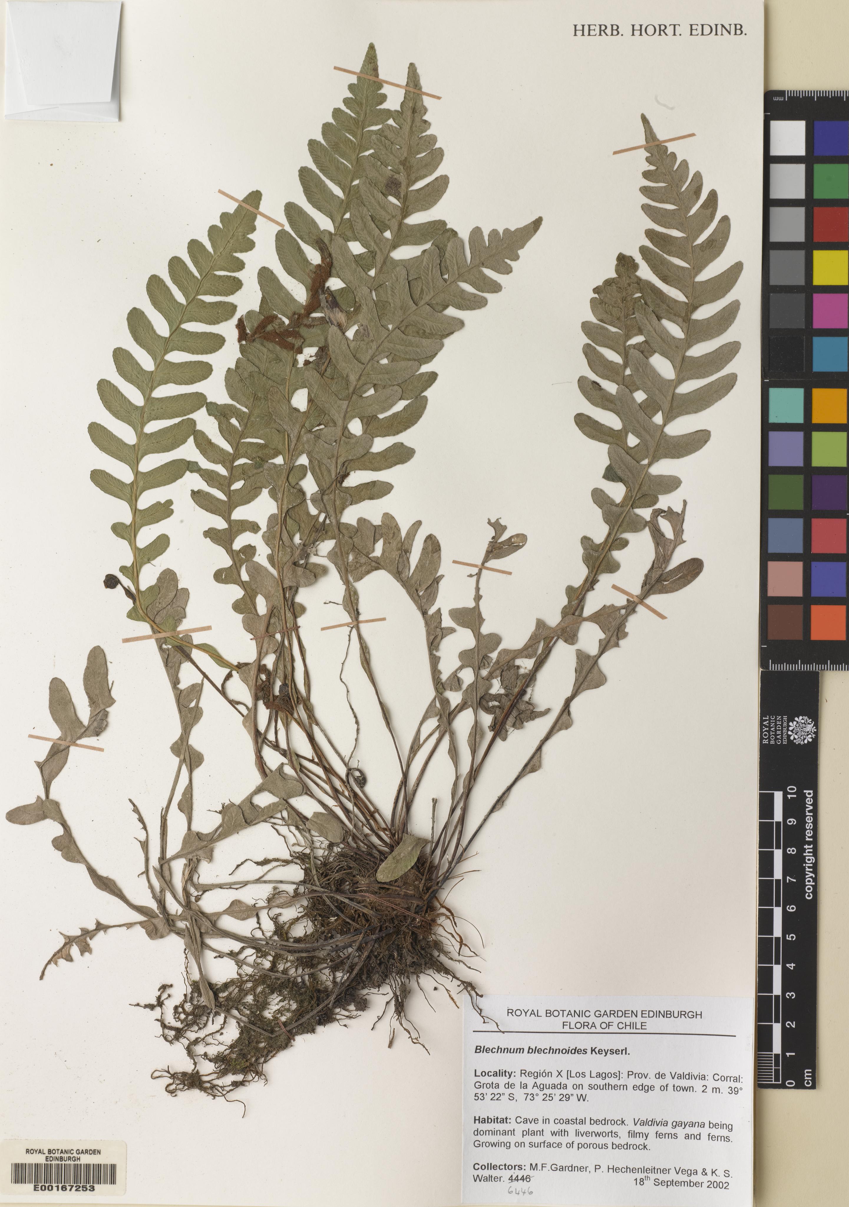 Austroblechnum leyboldtianum