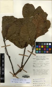 Type specimen at Edinburgh (E). New Guinea Forestry Department (NGF): NGF 33487. Barcode: E00167492.