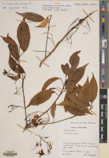 Type specimen at Edinburgh (E). Woods, Patrick; Black, Michael; Searle, Louis: 1584. Barcode: E00167497.
