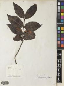 Type specimen at Edinburgh (E). Schomburgk, Robert: 191. Barcode: E00167678.