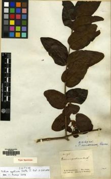 Type specimen at Edinburgh (E). Schomburgk, Robert: 191. Barcode: E00167679.