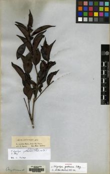 Type specimen at Edinburgh (E). Spruce, Richard: . Barcode: E00167683.