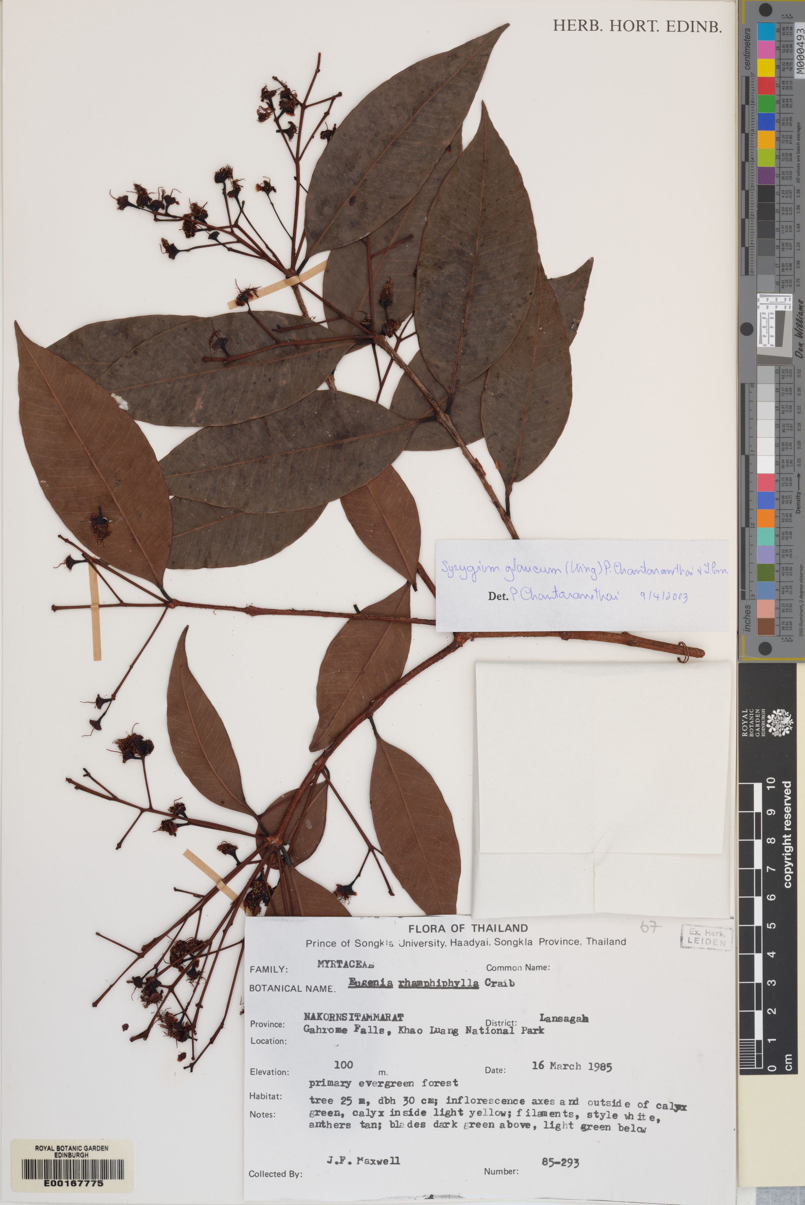 Syzygium circumscissum (Syzygium circumscissum)