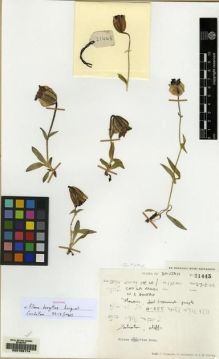 Type specimen at Edinburgh (E). Ludlow, Frank; Sherriff, George; Hicks, J.: 21445. Barcode: E00168174.