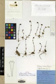 Type specimen at Edinburgh (E). Ludlow, Frank; Sherriff, George; Hicks, J.: 19473. Barcode: E00168178.