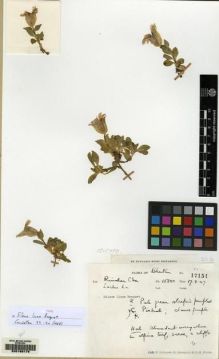 Type specimen at Edinburgh (E). Ludlow, Frank; Sherriff, George; Hicks, J.: 17154. Barcode: E00168179.