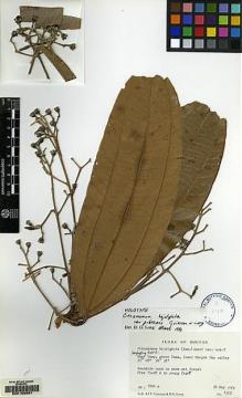 Type specimen at Edinburgh (E). Grierson, Andrew; Long, David: 1362. Barcode: E00168391.