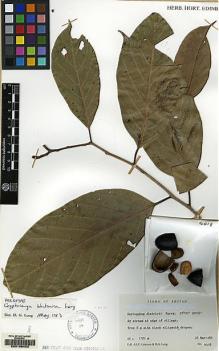 Type specimen at Edinburgh (E). Grierson, Andrew; Long, David: 4018. Barcode: E00168402.