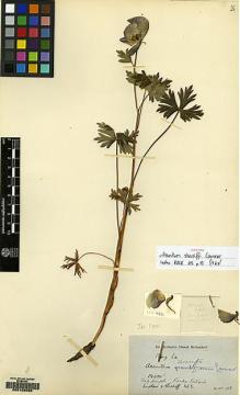 Type specimen at Edinburgh (E). Ludlow, Frank; Sherriff, George: 462. Barcode: E00168566.
