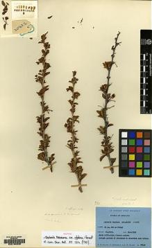 Type specimen at Edinburgh (E). Ludlow, Frank; Sherriff, George; Hicks, J.: 20432. Barcode: E00168938.