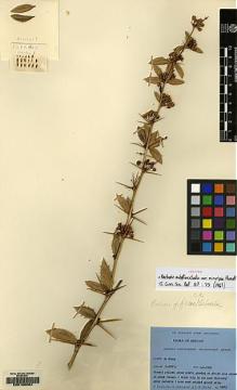 Type specimen at Edinburgh (E). Ludlow, Frank; Sherriff, George; Hicks, J.: 16015. Barcode: E00168984.
