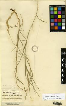 Type specimen at Edinburgh (E). Kotschy, Carl (Karl): 479.533. Barcode: E00169114.