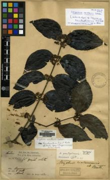 Type specimen at Edinburgh (E). Dr G. King's Collector: 1539. Barcode: E00169466.